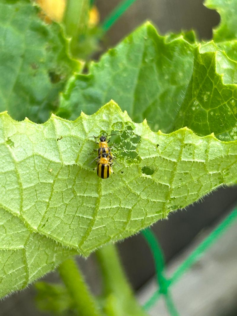 Cucumber Beetle Damage