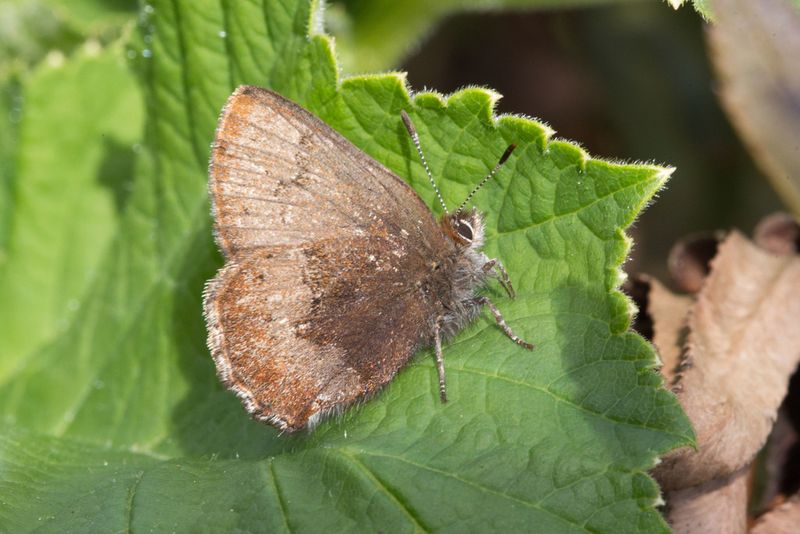 San Bruno Elfin Butterfly