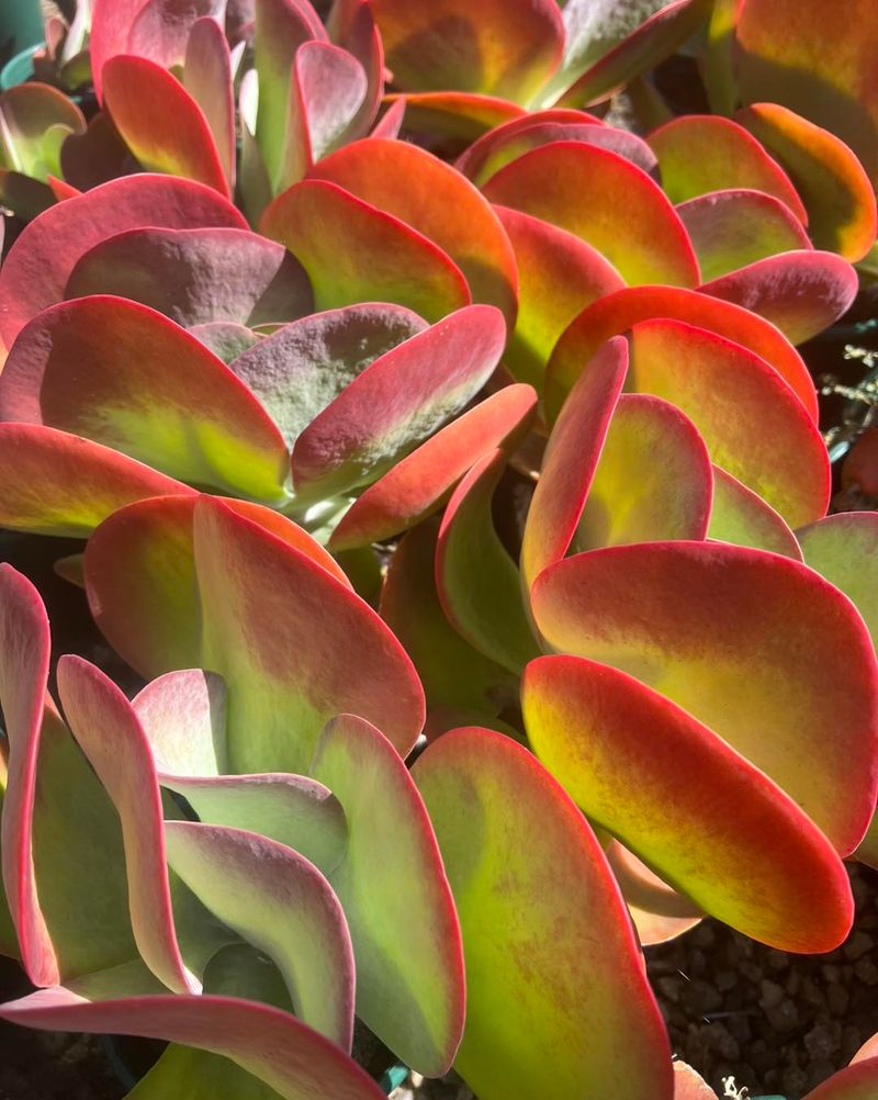 Paddle Plant