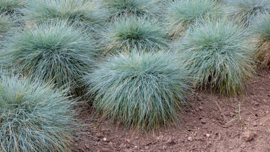 blue fescue grass