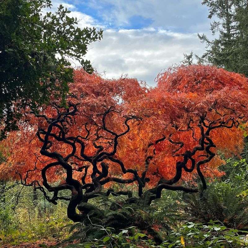 Japanese Maple (Acer palmatum)