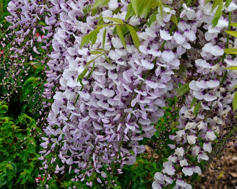 Hybrid Wisteria (Wisteria × formosa)