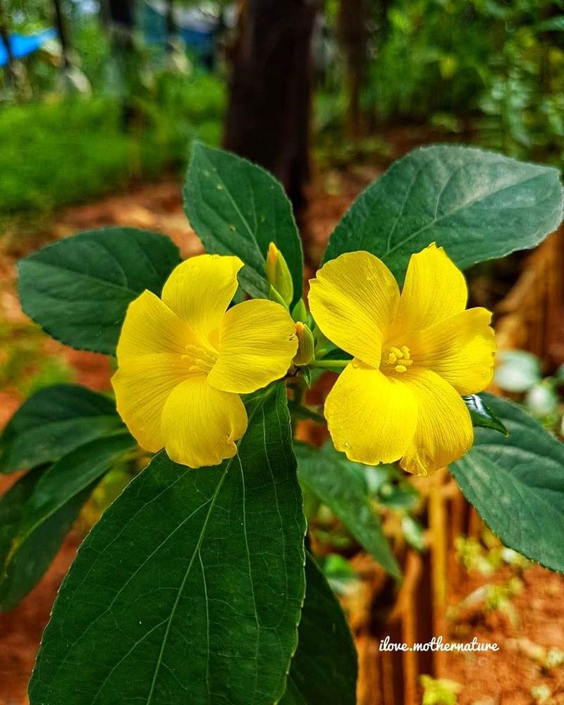 Damiana
