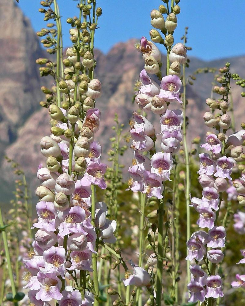 Palmer's Penstemon
