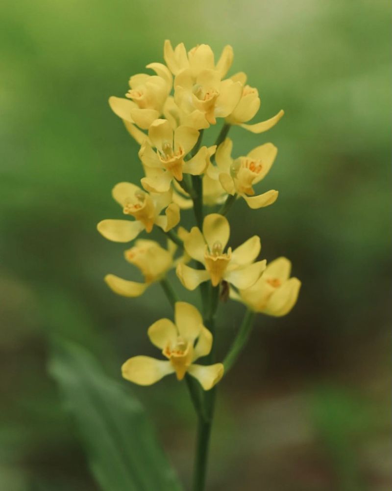 Lily of the Valley Orchid (Cephalanthera falcata)