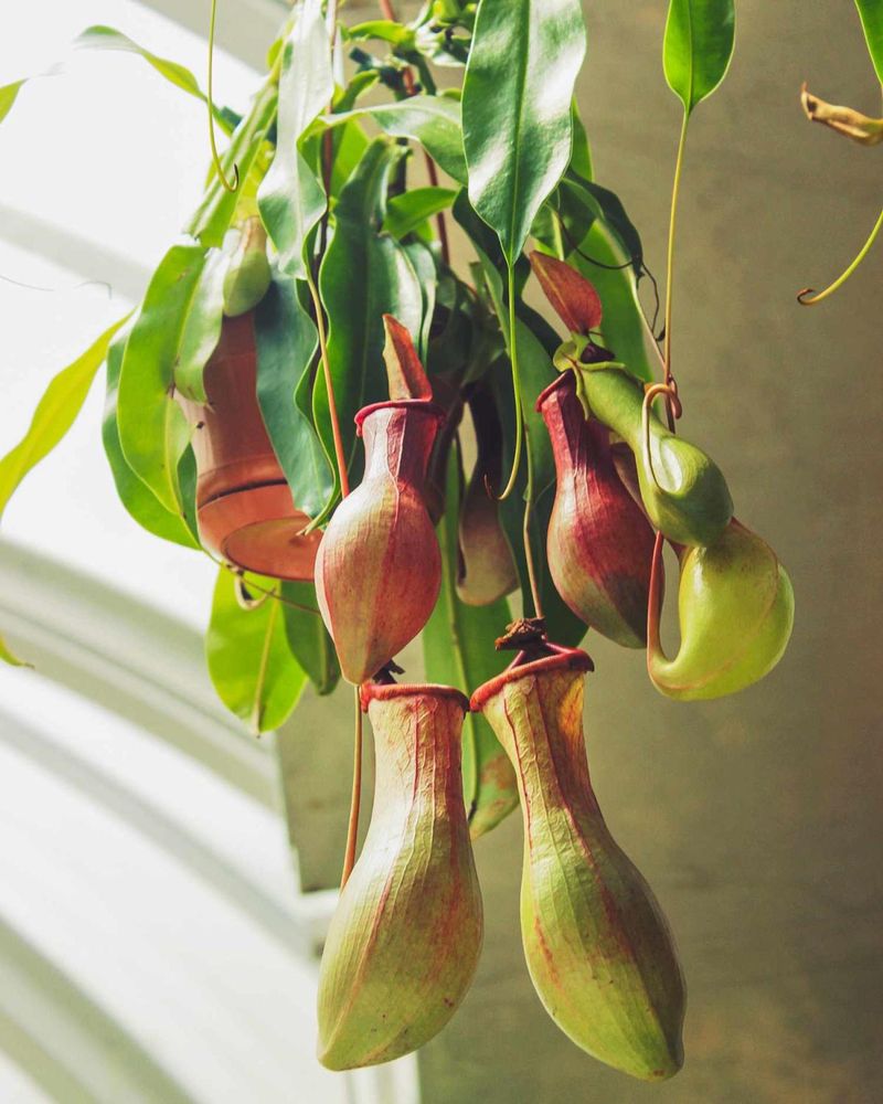 Pitcher Plants (Nepenthes)