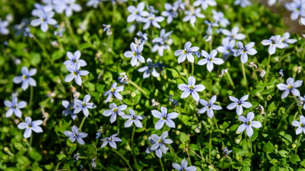blue star creeper