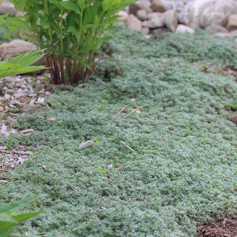 Wooly Thyme