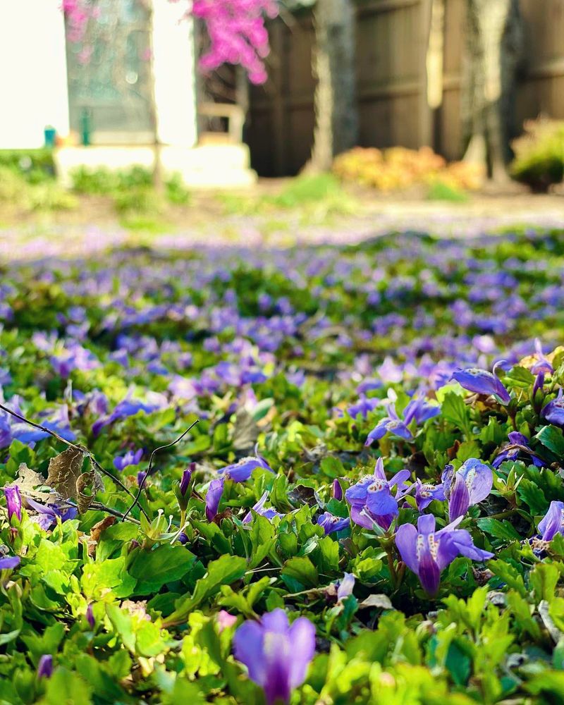 Creeping Mazus