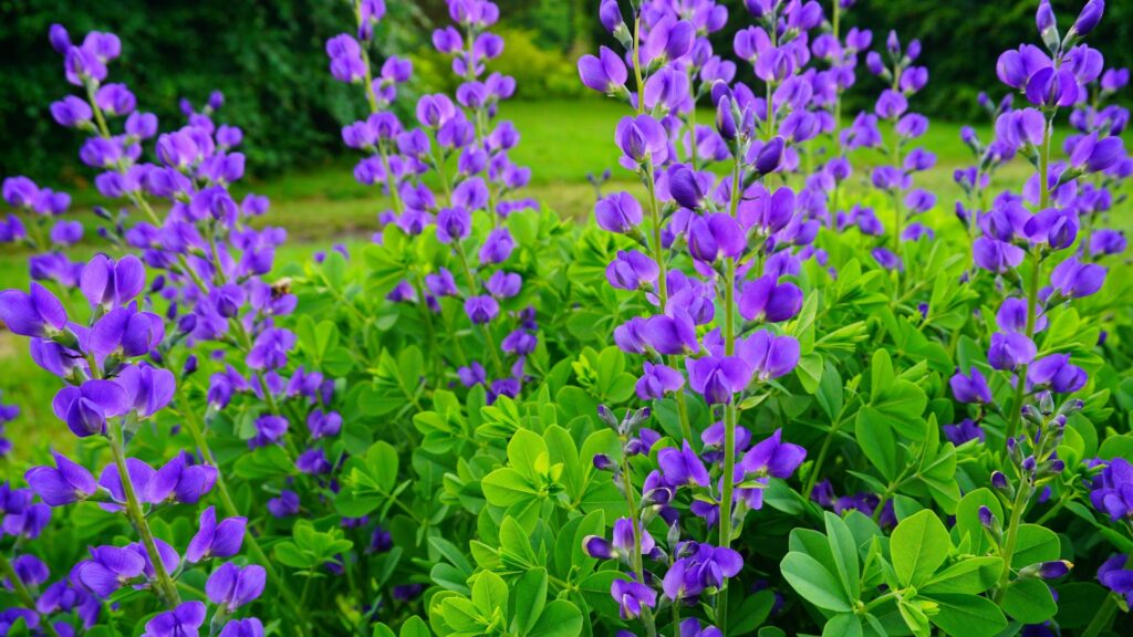 blue wild indigo plant