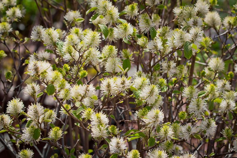 Fothergilla (Witch Alder)