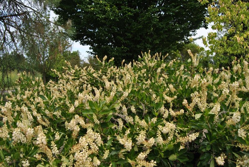 Summersweet (Clethra alnifolia)
