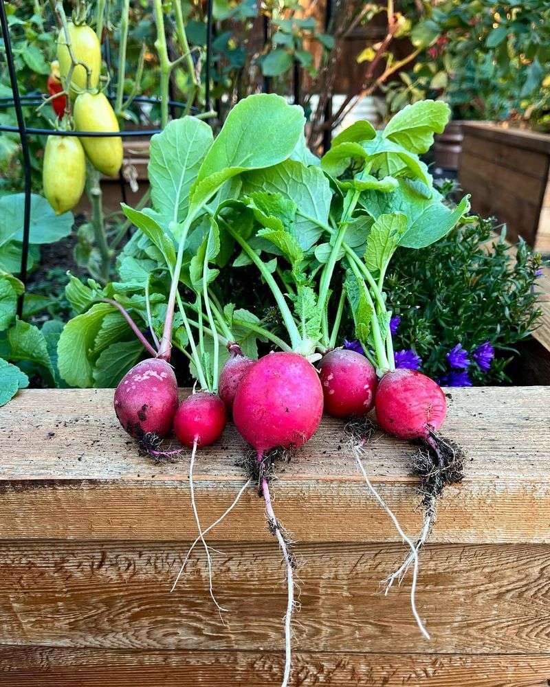 Radishes