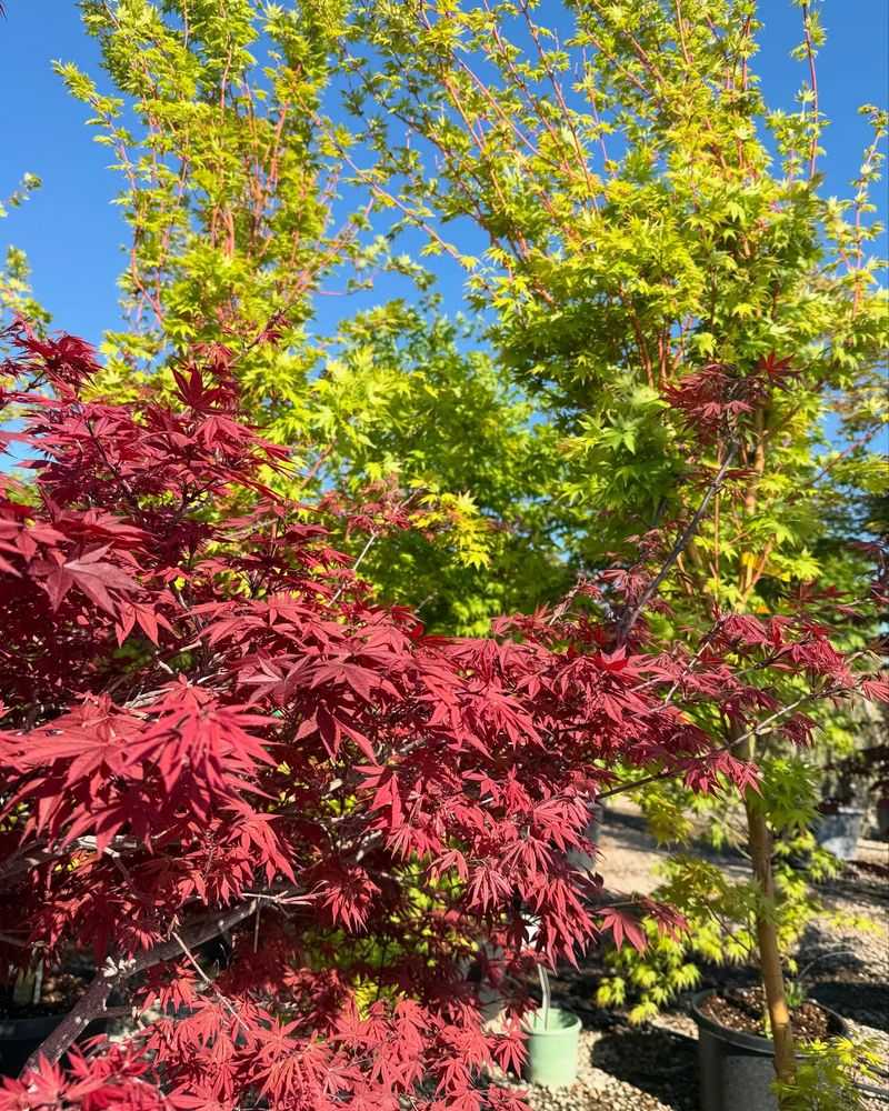 Japanese Maples