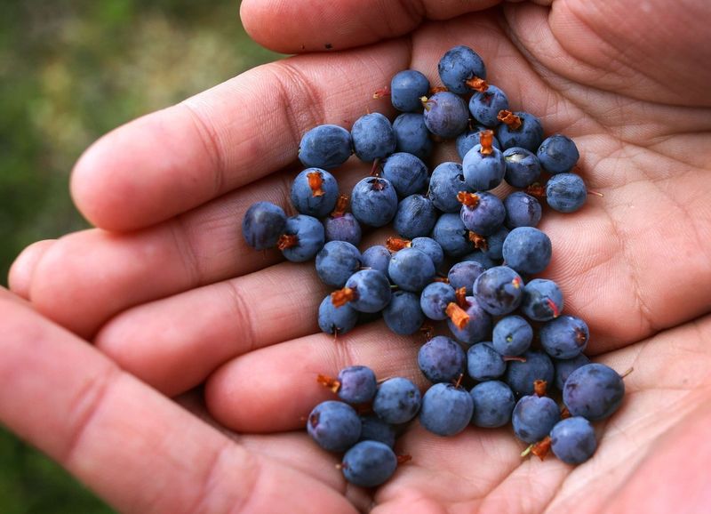 Blueberries Are Native to Europe