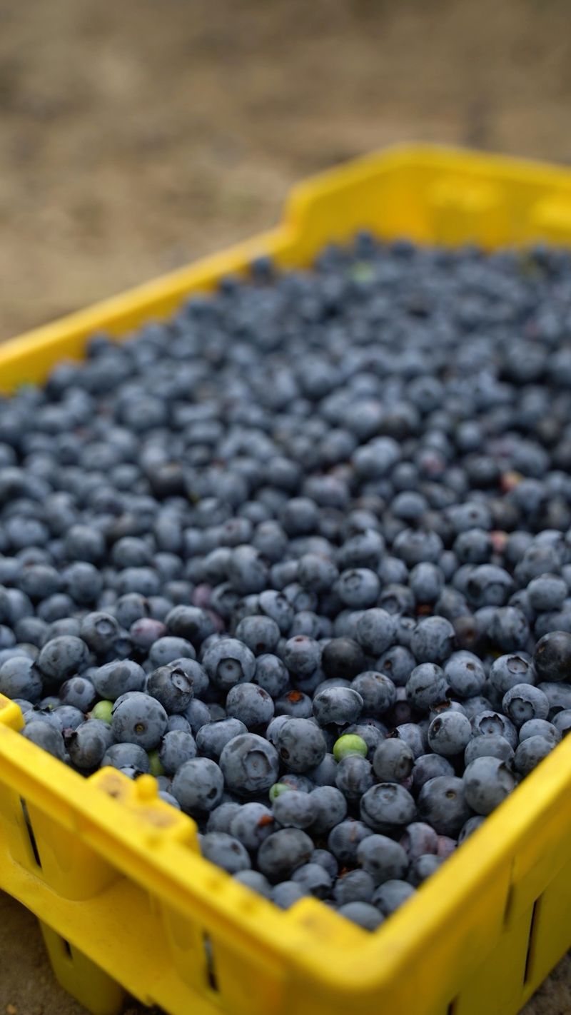Blueberries Have No Historical Uses