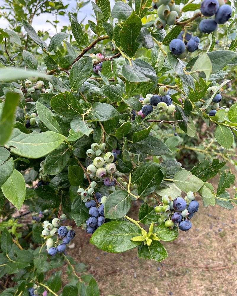 All Blueberries Are the Same