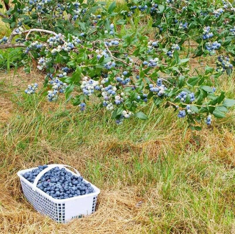 Blueberries Ripen After Picking