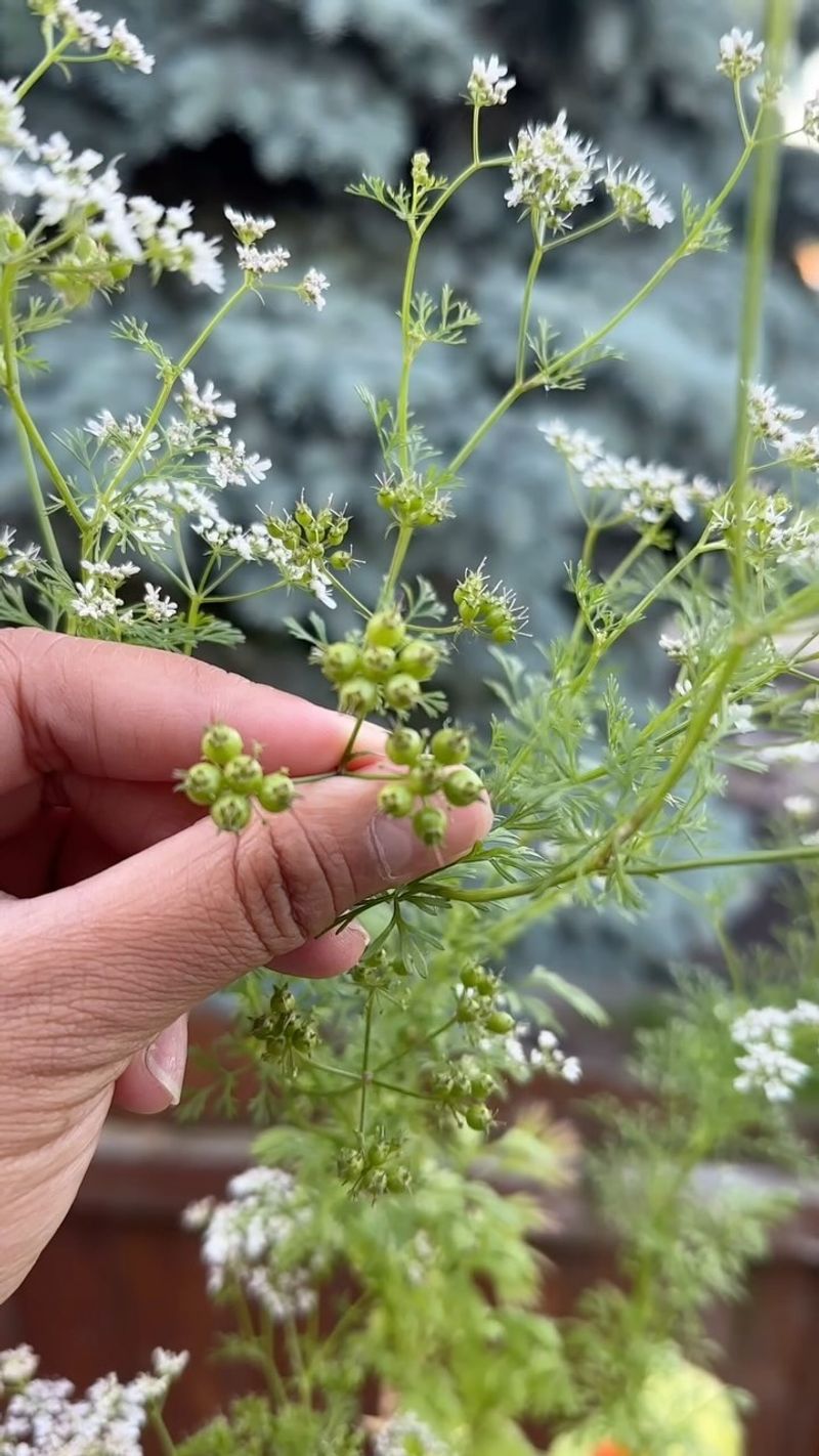 Cilantro