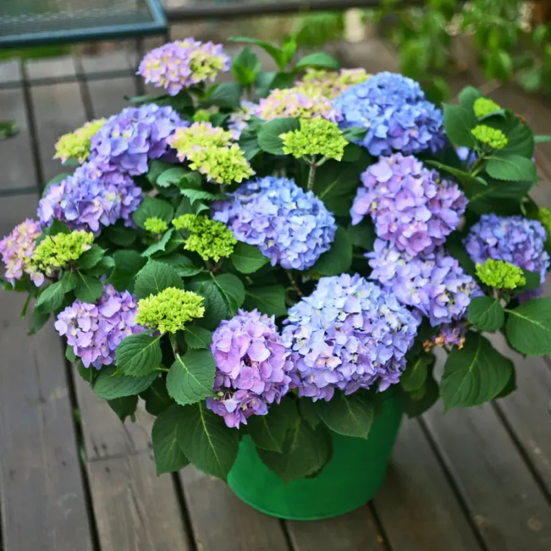 Let's Dance Rhythmic Blue Hydrangea
