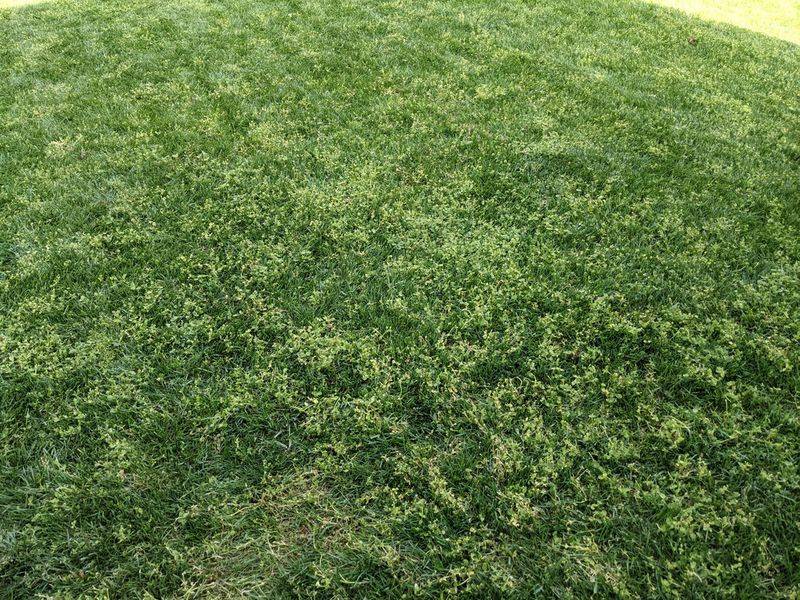 Overseed Bare Patches