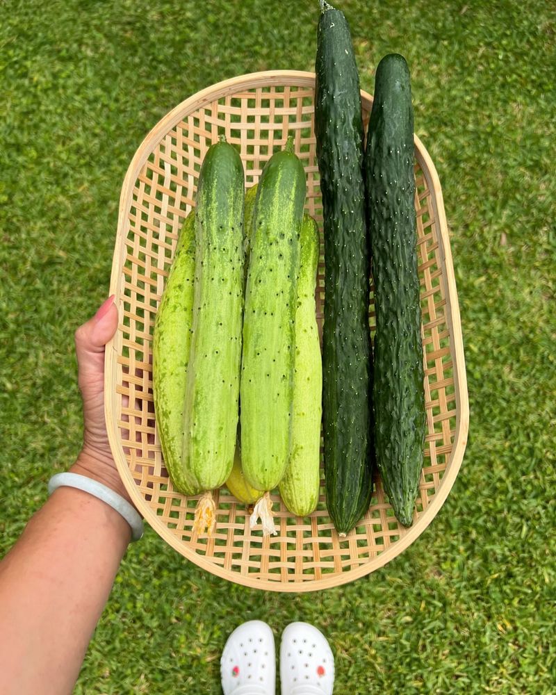 Cucumbers
