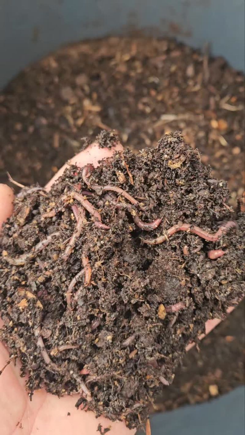 Worm Bin Composting