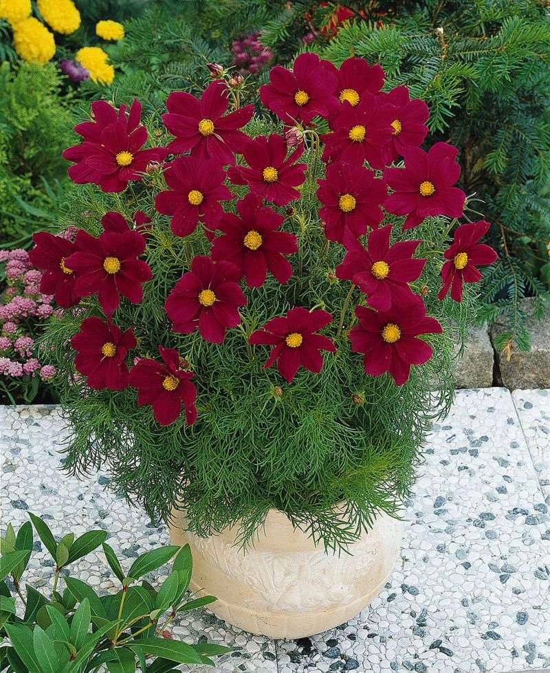 Cheerful Cosmos Clusters