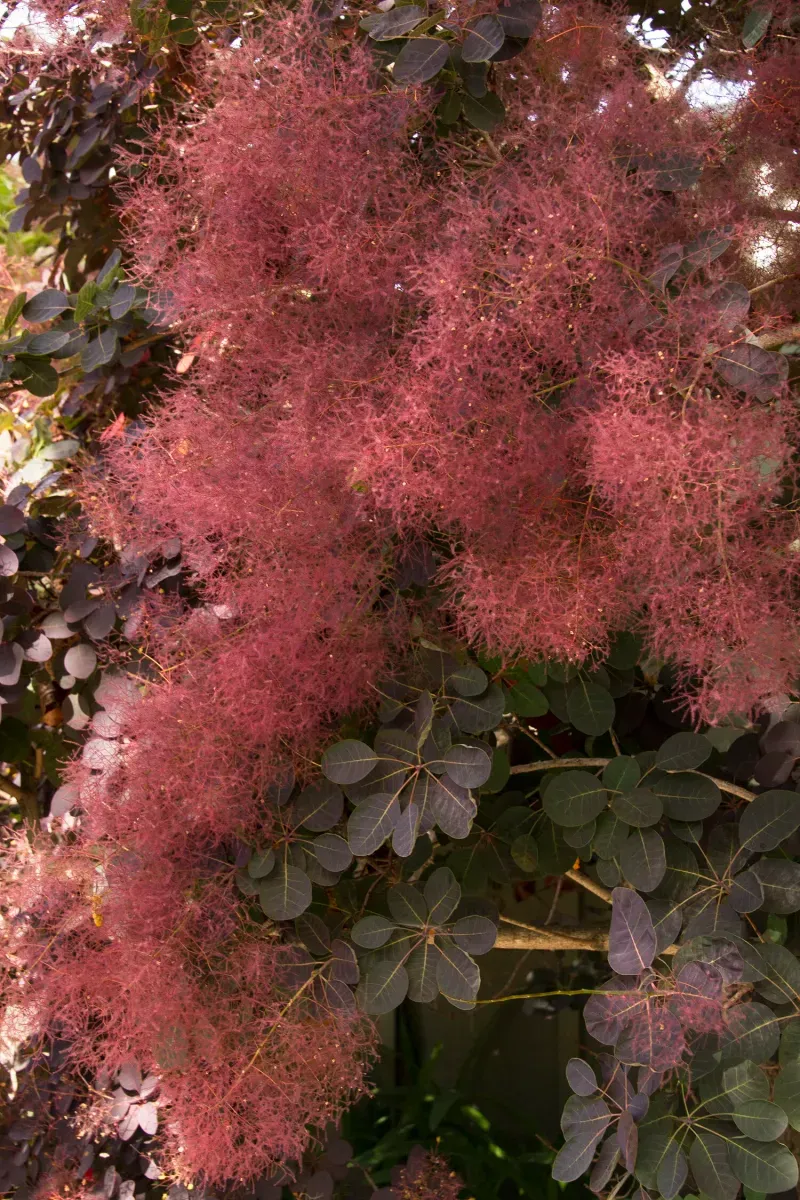 Stunning Smoke Bush
