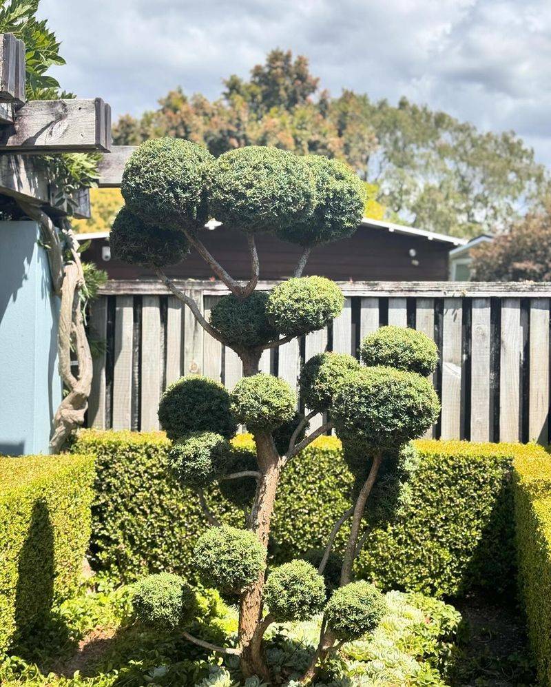 Cloud-Pruned Topiary Gardens