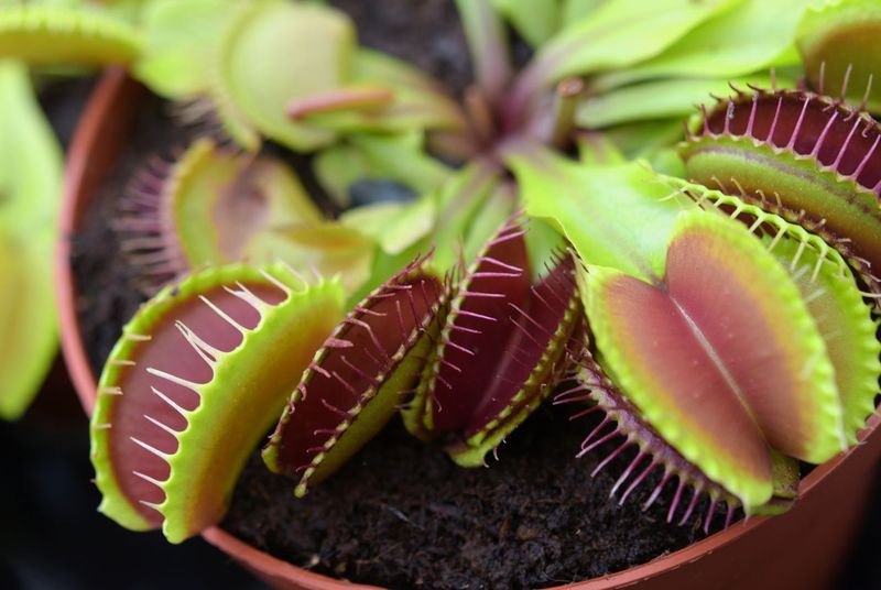 Venus Flytrap