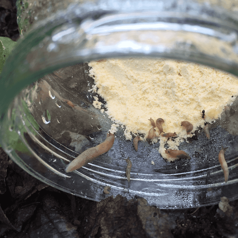 Create Slug and Snail Traps