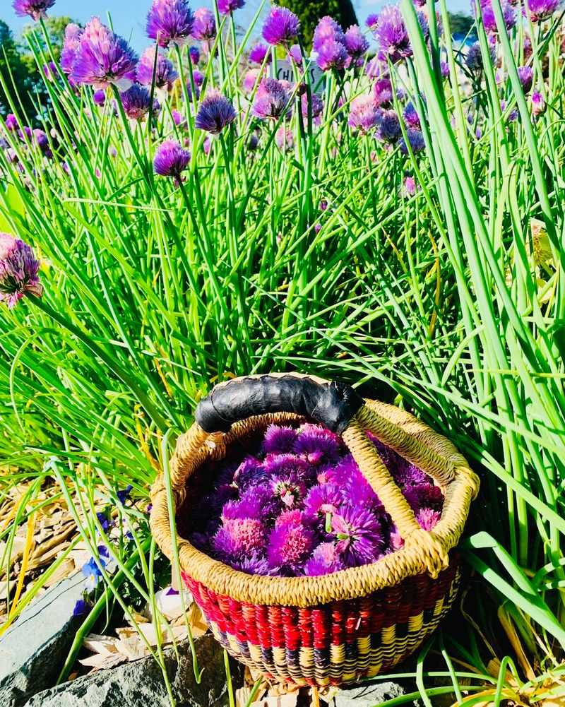 Chives
