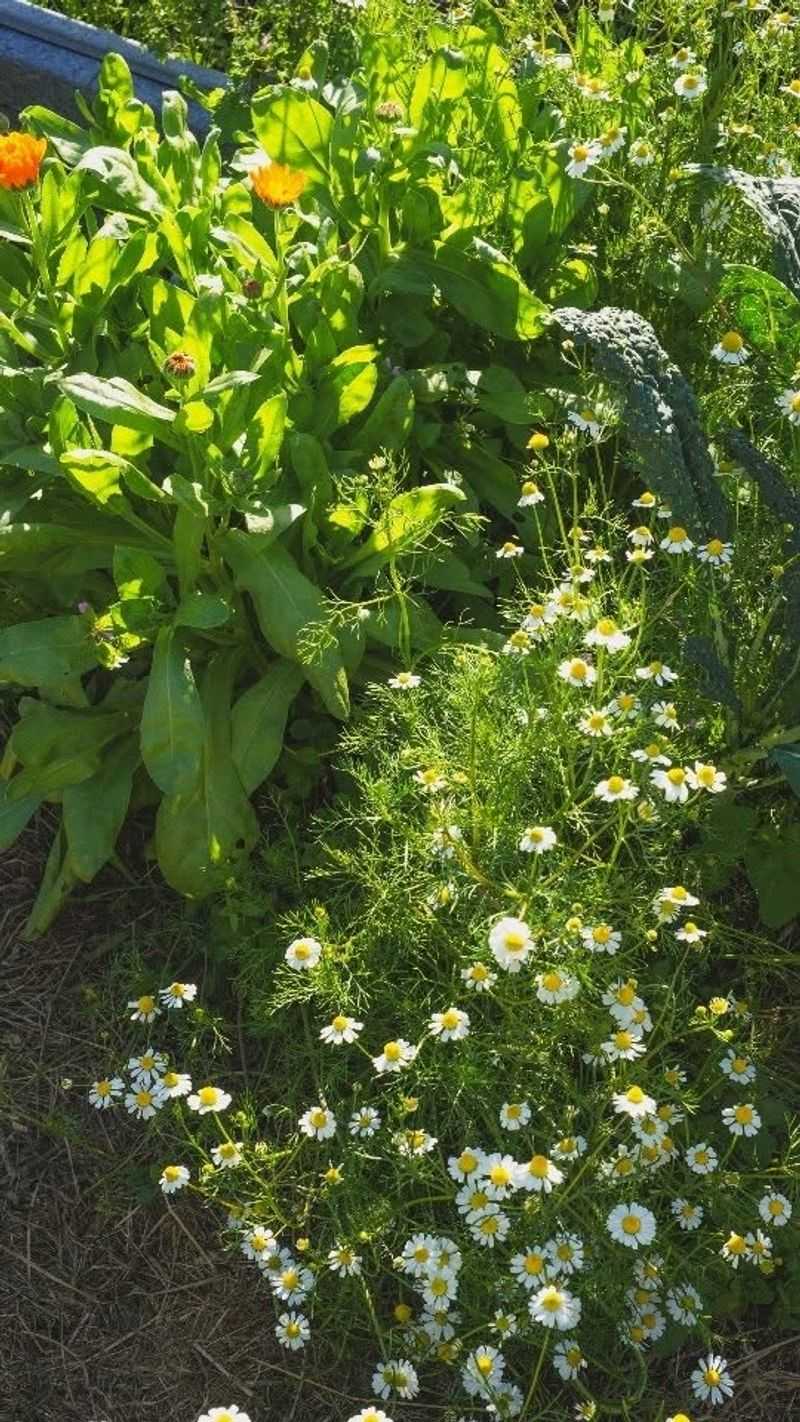 Chamomile