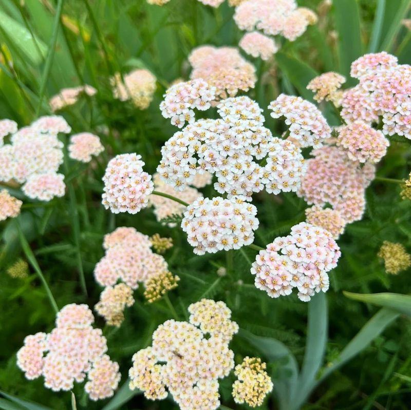 Yarrow