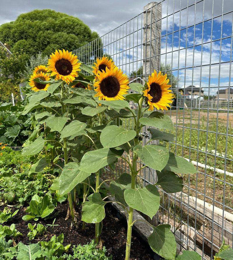 Sunflowers: Living Trellises