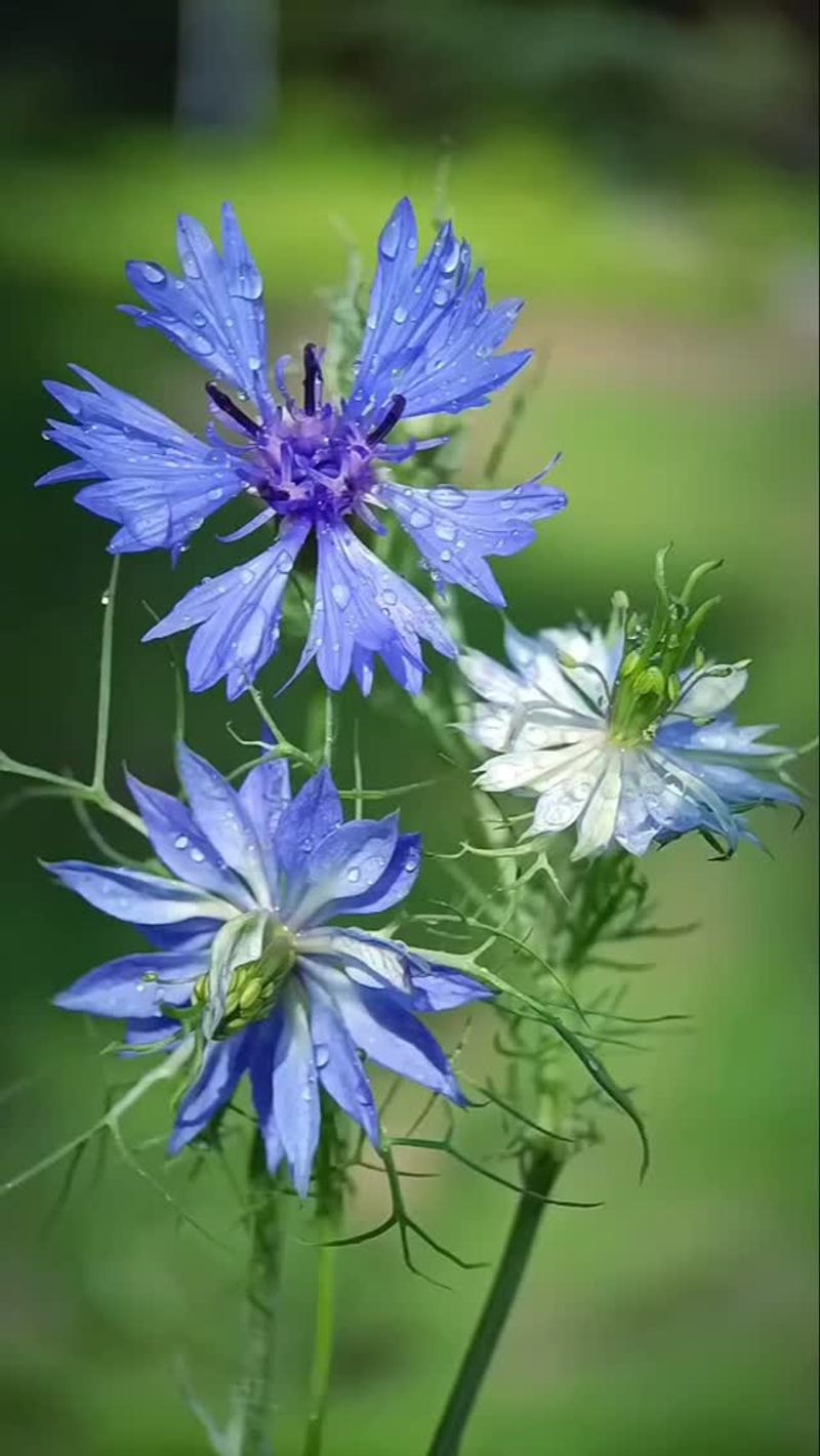 Love-in-a-Mist: Delicate Blooms in Feathery Foliage