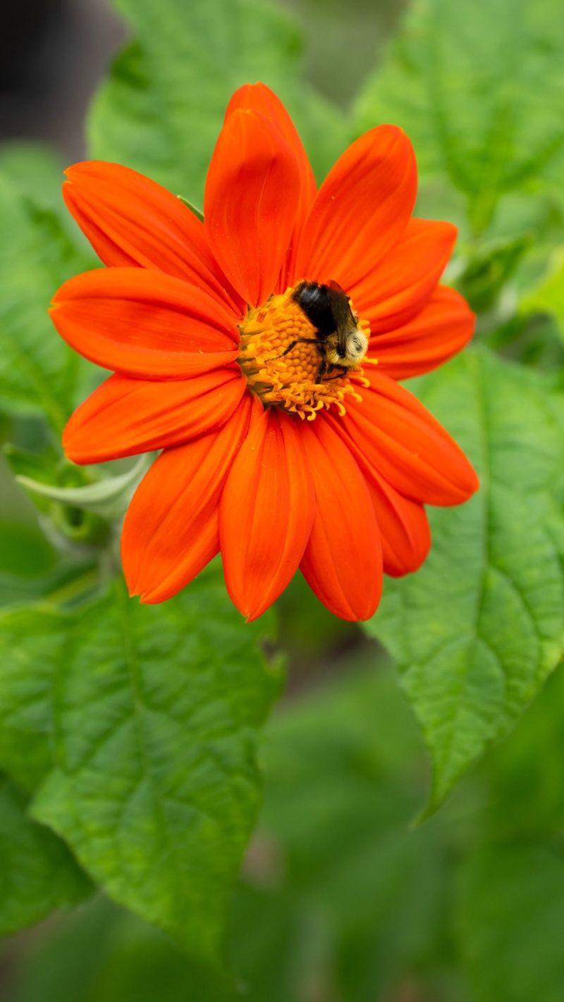 Mexican Sunflower (Tithonia rotundifolia)
