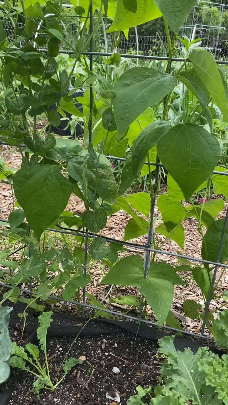 Beans - Nitrogen Providers