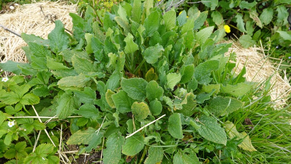 borage and strawberry plant