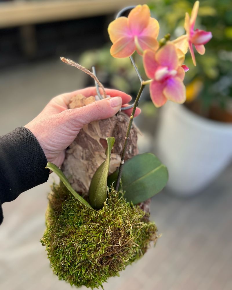 Orchid's Secret Outdoor Rebirth
