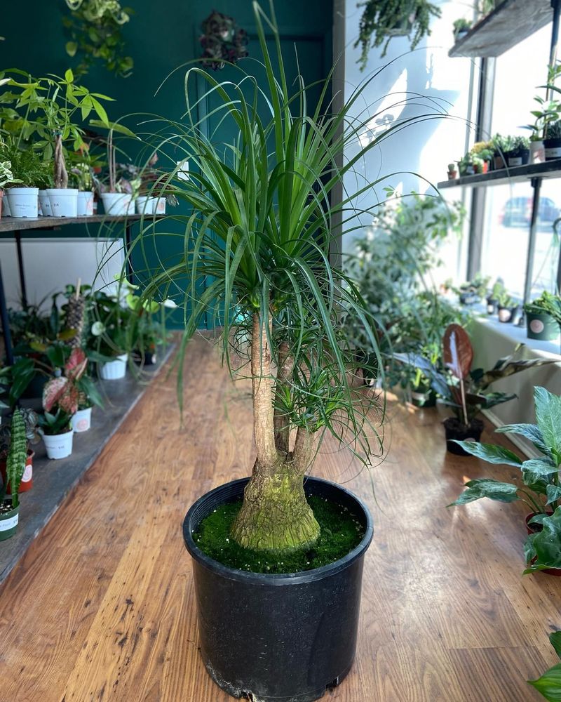 Ponytail Palm