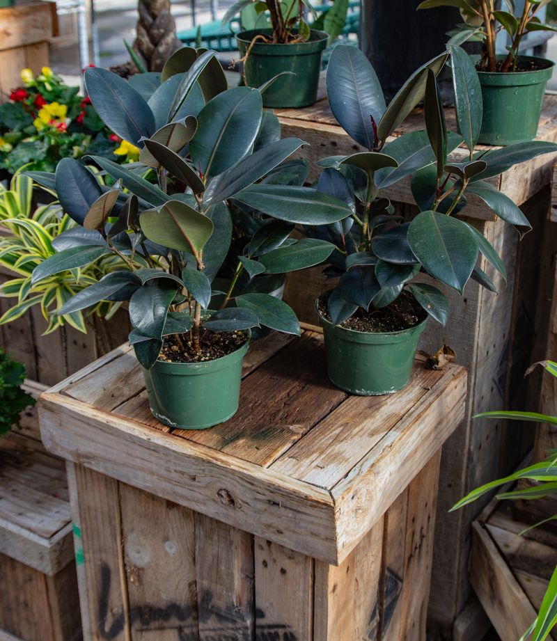 Rubber Plant