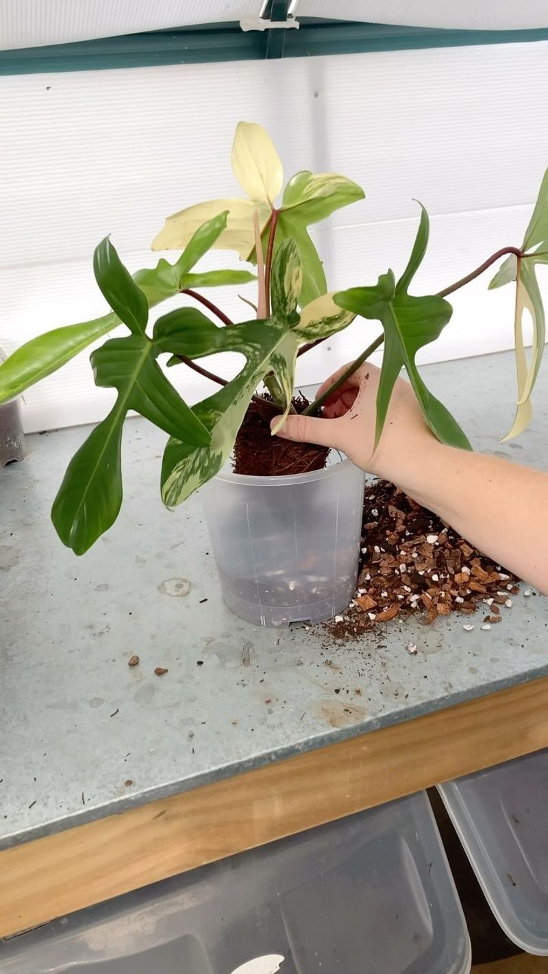 Philodendron