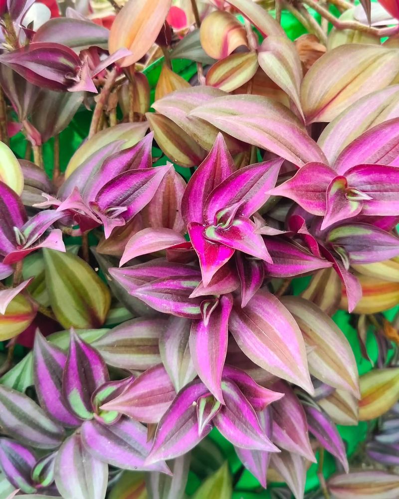 Wandering Jew