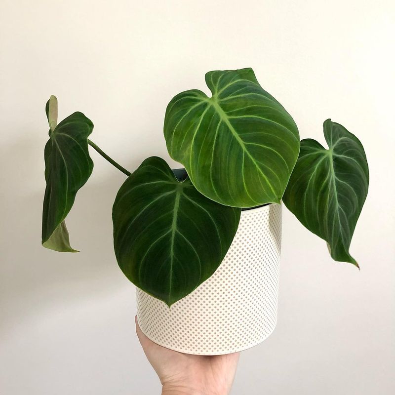 Philodendron