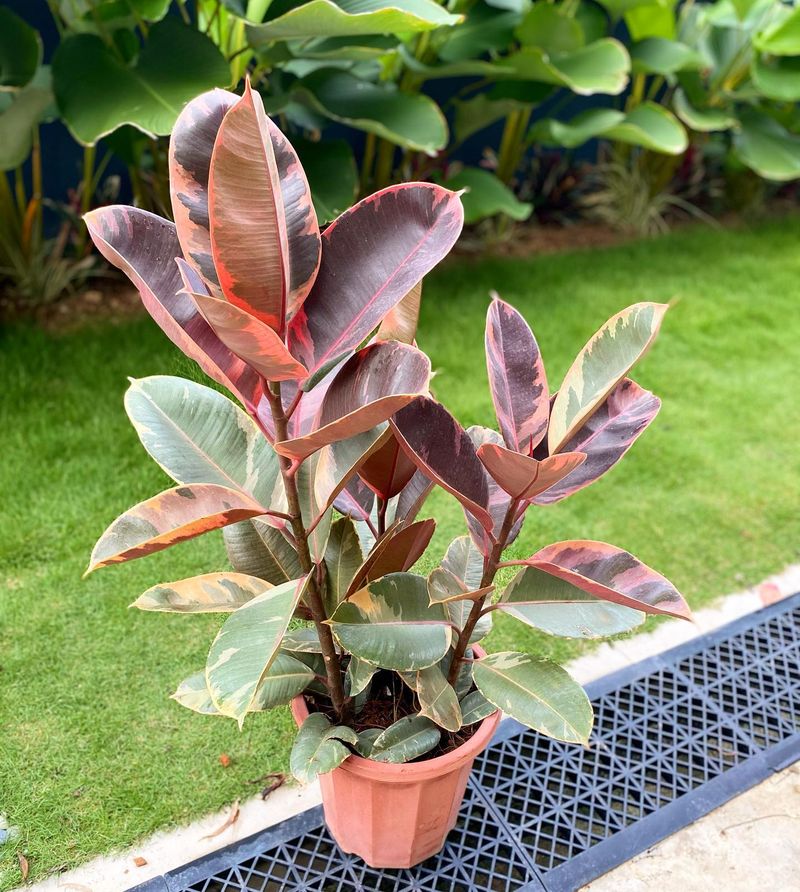 Rubber Plant (Ficus elastica)