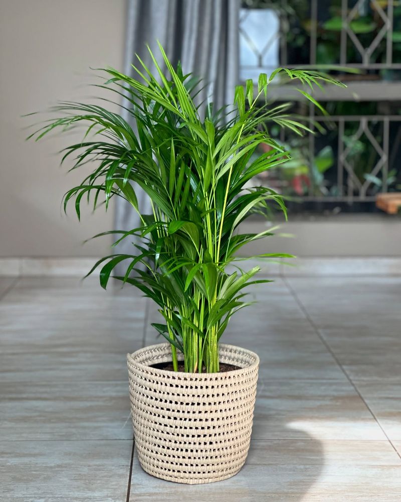 Bamboo Palm: The Living Air Filter