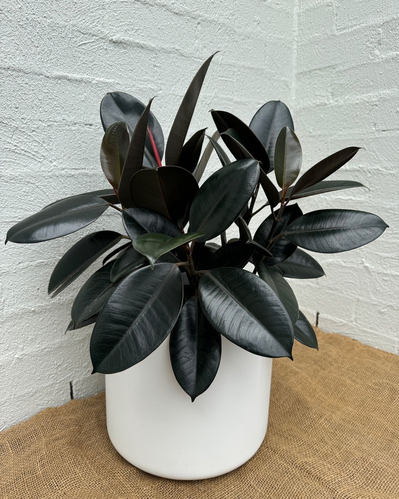 Rubber Plant: The Formaldehyde Fighter