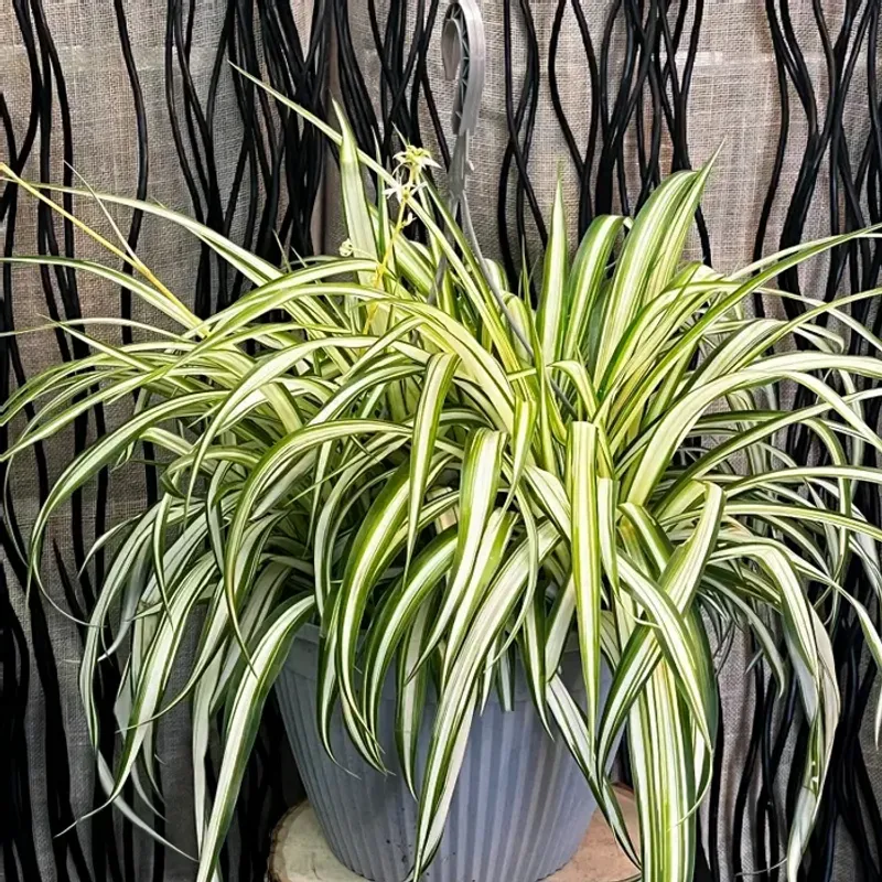 Spider Plant: The Adaptable Traveler
